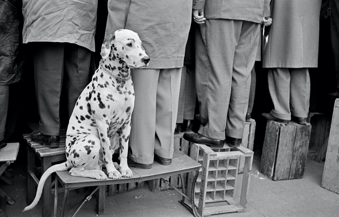 Leica Hund, , Leica Galerie Düsseldorf präsentiert Werke des großen deutschen Reportagefotografen Walter Vogel
